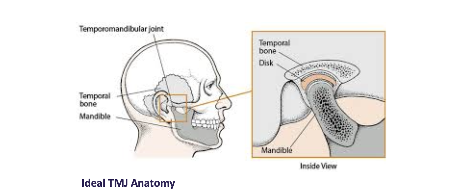 Ideal TMJ Anatomy